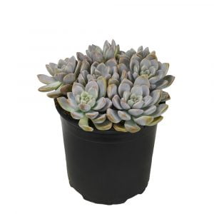 Graptosedum Sukulent - Görsel 2