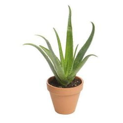 Aloe Vera Bitkisi Saksıda