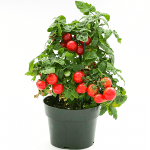 Bodur Cherry Domates Fidesi 10 Adet