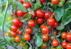 Cherry Domates Fidesi 10 Adet - Görsel 2