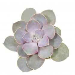 Echeveria Bordo Yapraklı Sukulent