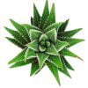 Zebra Plant Kaktüs