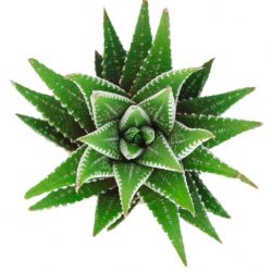 Zebra Plant Kaktüs