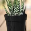 Zebra Plant Kaktüs - Görsel 2