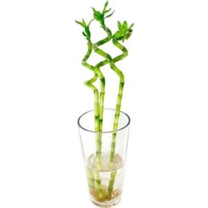 Lucky Bamboo Şans Bambusu 50 CM