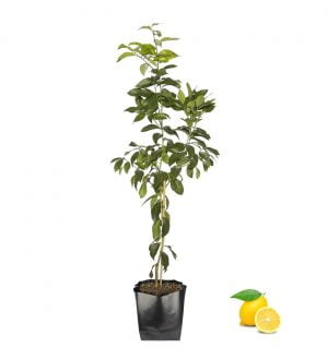 Limon Fidanı