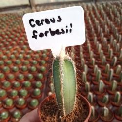 Cereus Forbesii Kaktüs