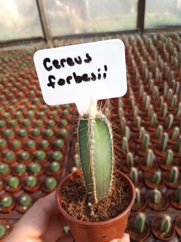 Fintarla