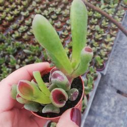 Crassula Ovata Hobbit Sukulent