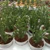 Crassula Muscosa Lycopodioides Prenses Çamı - Görsel 2