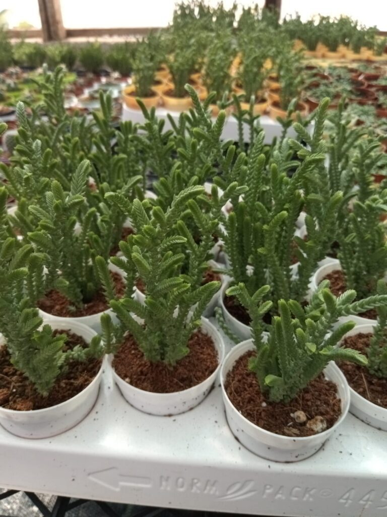 Fintarla