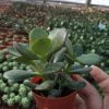 Crassula Ovata Şans Çicegi - Görsel 2