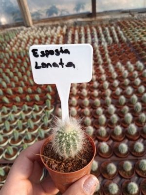 Espostoa Lanata Kaktüs