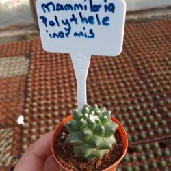 Mammillaria Polythele Inermis Kaktüs