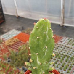 Opuntia Monacantha Kaktüs