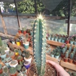 Pilosocereus Azureus Kaktüs