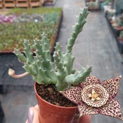 Stapelia Leş Kaktüsü