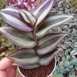 Tradescantia Telgraf Çicegi