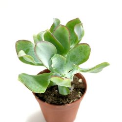 Crassula Arborescens