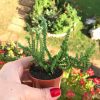 Crassula Muscosa Lycopodioides Prenses Çamı