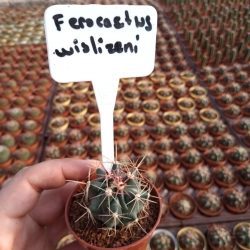 Ferocactus Wislizeni Kaktüs