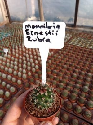 Mammillaria Ernestii Rubra Kaktüs
