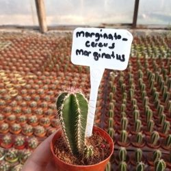 Marginata Cereus Kaktüs