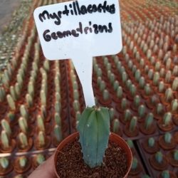 Myrtillocactus Geometrizans Kaktüs