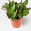 Crassula Ovata Şans Çicegi