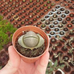 Pleiospilos Nelii Taş Kaktüs