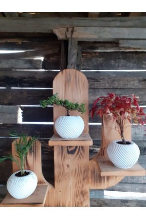 Vintage Saksıda Ardıç Bonsai Nandina Bonsai Dağ Palmiyesi Chamaedorea 3'lü Set