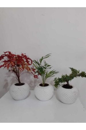 Vintage Saksıda Ardıç Bonsai Nandina Bonsai Dağ Palmiyesi Chamaedorea 3'lü Set - Görsel 2
