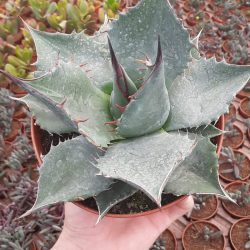 Nadir Tür Büyük Boy Aloe Agave Parrasana   Kaktüs Sukulent