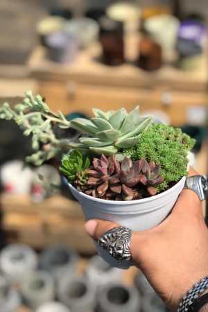 Plante Verte Rouge Sukulent Aranjmanı