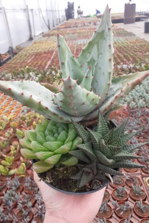 Büyük Boy Saksıda Kaktüs Sukulent Doux Haworthia Aranjman - Görsel 2