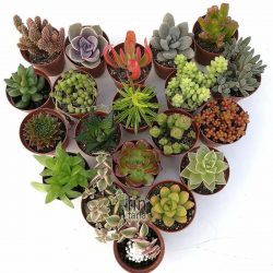 10 Adet Hediyelik Sukulent Karışık Birbirinden Farklı Set