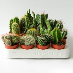 5 Adet Hediyelik Kaktüs Karışık Birbirinden Farklı Set