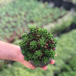 Büyük Boy Sedum Rubrotinctum Sukulent