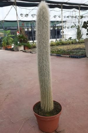 Cleistocactus Strausii Gümüş Meşale Büyük Boy Kaktüs - Görsel 2