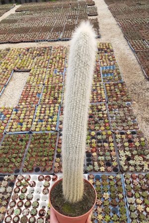 Cleistocactus Strausii Gümüş Meşale Büyük Boy Kaktüs