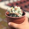 Özel Tür Euphorbia Mammillaris Variegata Beyaz Kaktüs