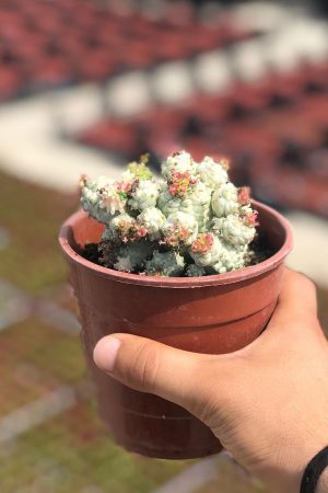 Özel Tür Euphorbia Mammillaris Variegata Beyaz Kaktüs
