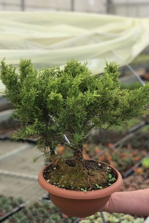 Yeşil Ardıç Juniperus Bonsai Ağacı - Görsel 2