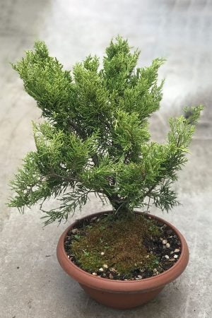 Yeşil Ardıç Juniperus Bonsai Ağacı