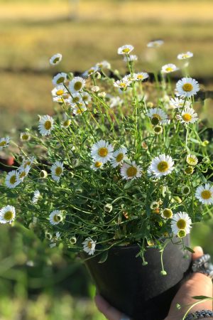 Saksıda Papatya Çiçeği Anthemis Arvensis