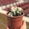 Özel Tür Euphorbia Mammillaris Variegata Beyaz Kaktüs - Görsel 2