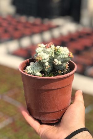 Özel Tür Euphorbia Mammillaris Variegata Beyaz Kaktüs - Görsel 2