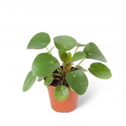 Mini Pilea Peperomioides Çin Para Çiçeği