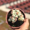 Özel Tür Euphorbia Mammillaris Variegata Beyaz Kaktüs - Görsel 3