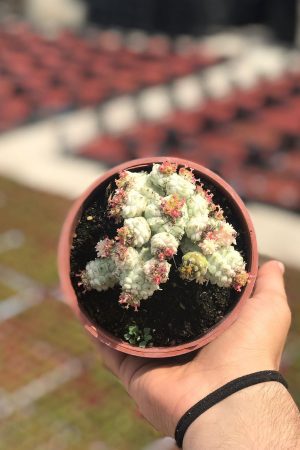 Özel Tür Euphorbia Mammillaris Variegata Beyaz Kaktüs - Görsel 3